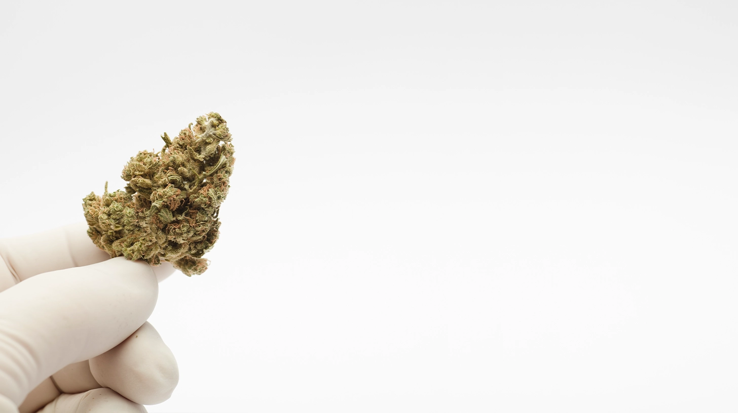 glowed hand holding a dried cannabis bud
