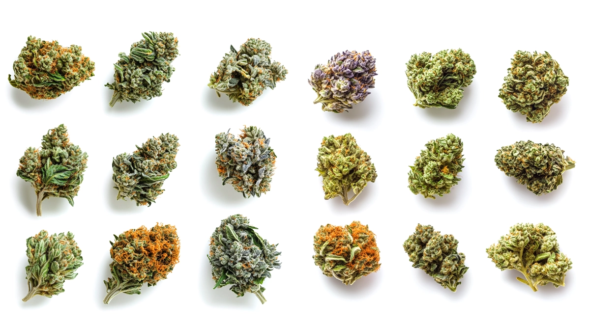 Various cannabis buds on white background representing THC vs CBD differences in different strains