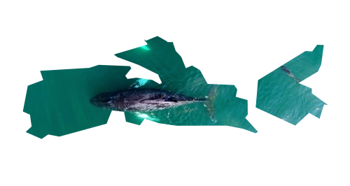 Nova Scotia outline filled with a whale in Atlantic waters — featured on Weed Market, Canada's go-to online dispensary in Nova Scotia.