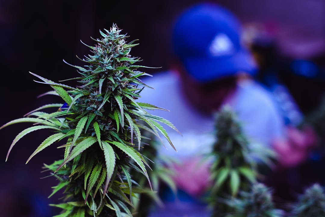 A close-up of a cannabis plant in full bloom, with a blurred figure working in the background, symbolizing high-quality online THC flower available at Weed Market.