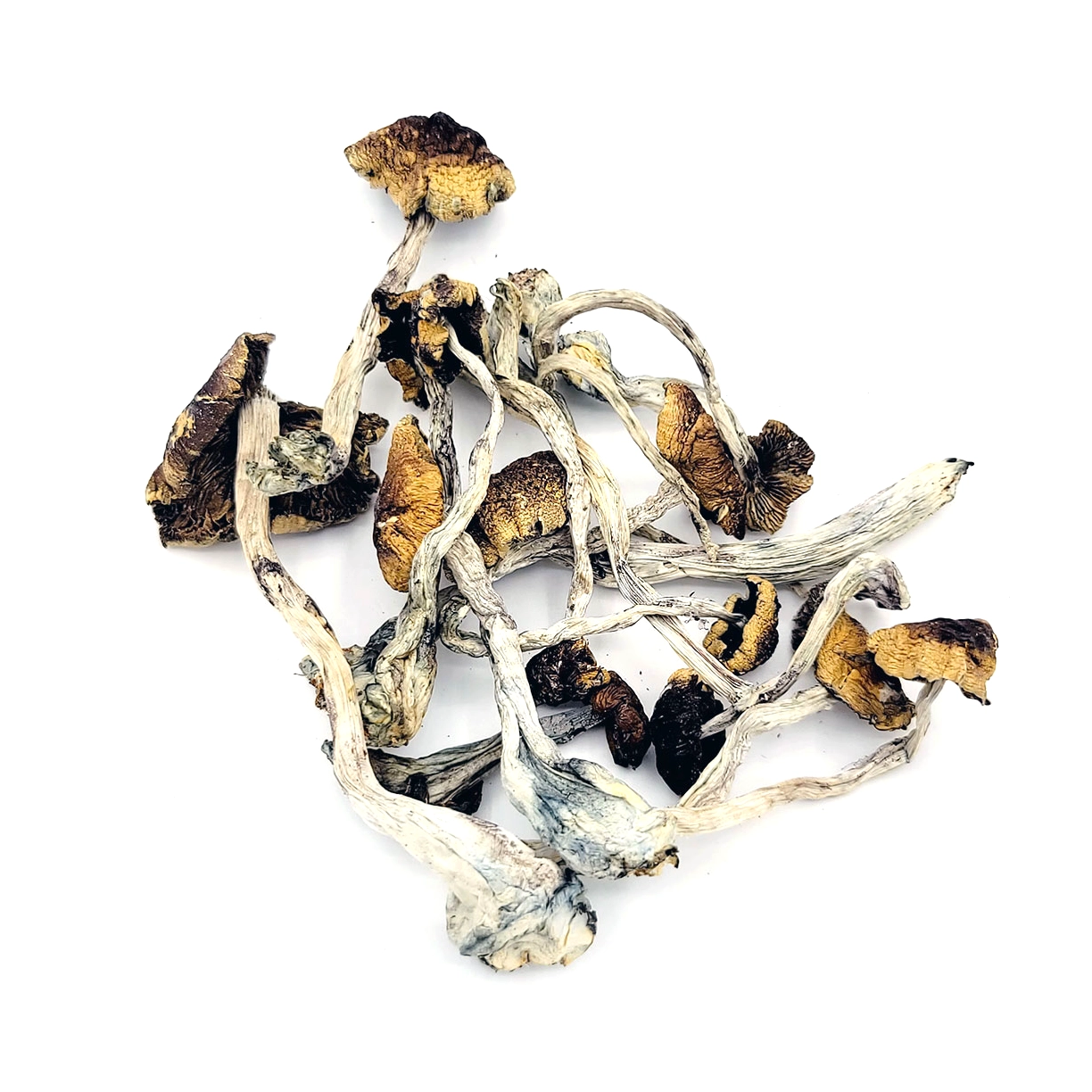 Jedi Mind fuck Magic Mushrooms at Weed market