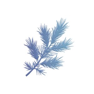 Pine