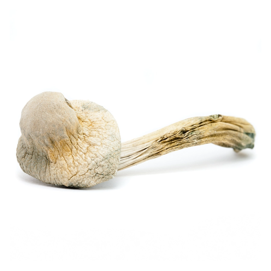 Single Albino Treasure Coast Magic Mushroom with a thick stem and pale, wrinkled cap, set against a plain white background
