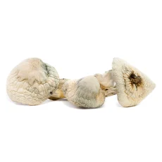 Group of three Albino Treasure Coast Magic Mushrooms with pale, off-white caps and thick stems, displayed on a white surface