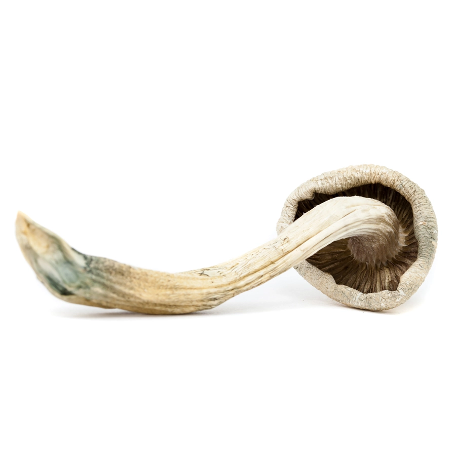 Albino Treasure Coast Magic Mushroom showing underside with delicate, dark gills and a slightly curved stem