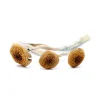 Three dried Amazonian Cubensis magic mushrooms with golden-brown caps and long, twisted stems, placed on a white background
