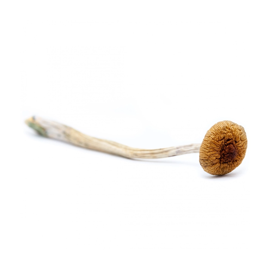 A single dried Amazonian Cubensis magic mushroom with a golden-brown cap and a long, slightly curved stem on a white background