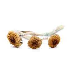 Three dried Amazonian Cubensis magic mushrooms with golden-brown caps and long, twisted stems, placed on a white background