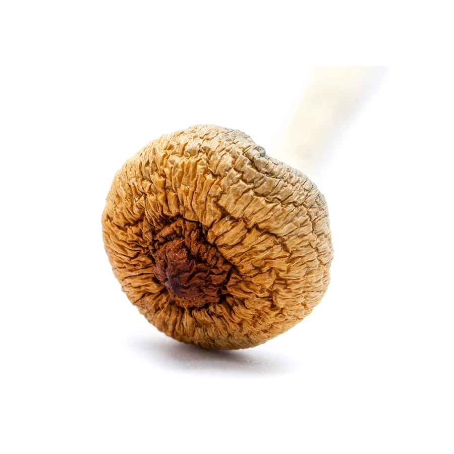 Close-up of the cap of an Amazonian Cubensis magic mushroom, displaying the textured and wrinkled golden-brown surface on a white background