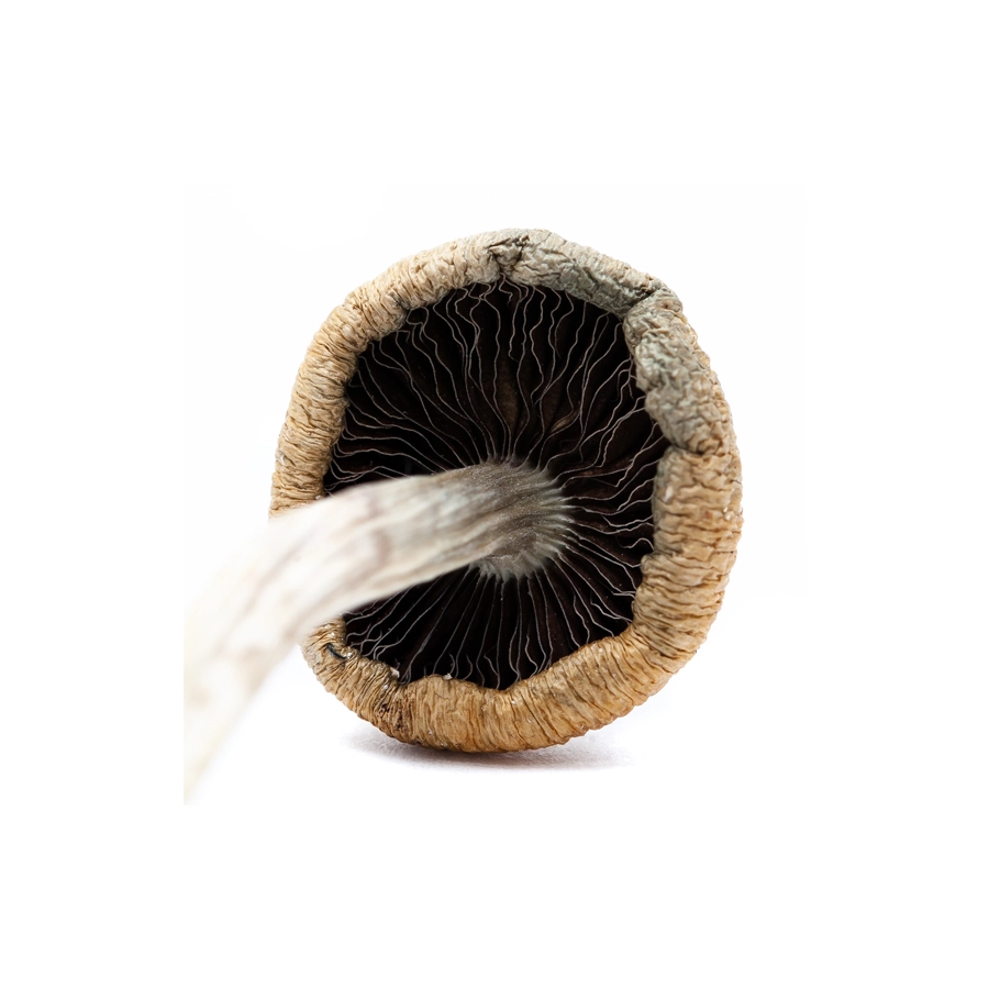 Close-up view of the underside of an Amazonian Cubensis magic mushroom, showing the intricate gill structure beneath the cap on a white background