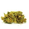 Critical Orange Punch Weed Strain Bud on White Background