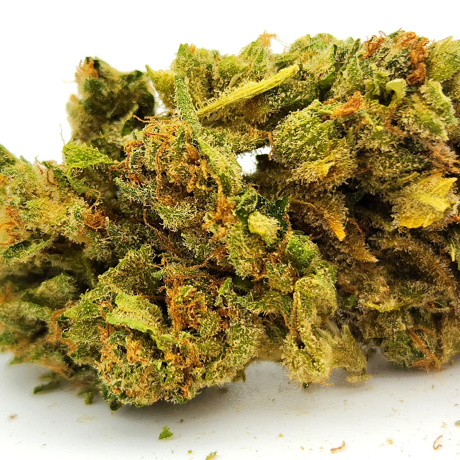 Critical Orange Punch Weed Strain Bud Closeup Macro Shot