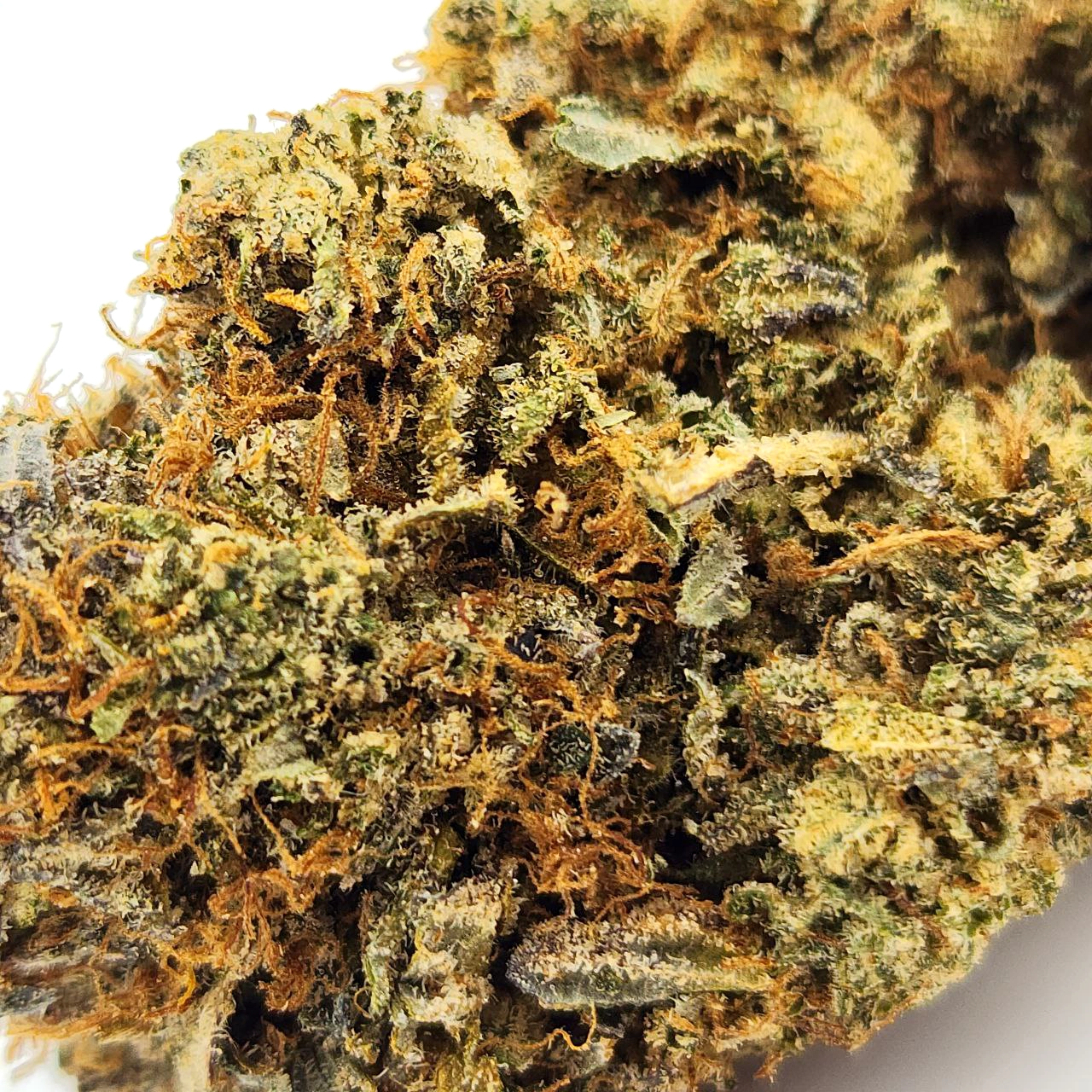 Double OG Weed Strain Bud on White Background Close Up Macro Shot