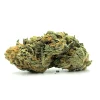 Gushers Weed Strain Bud on White Background