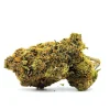 Kodiak Kush Weed Strain Bud on White Background