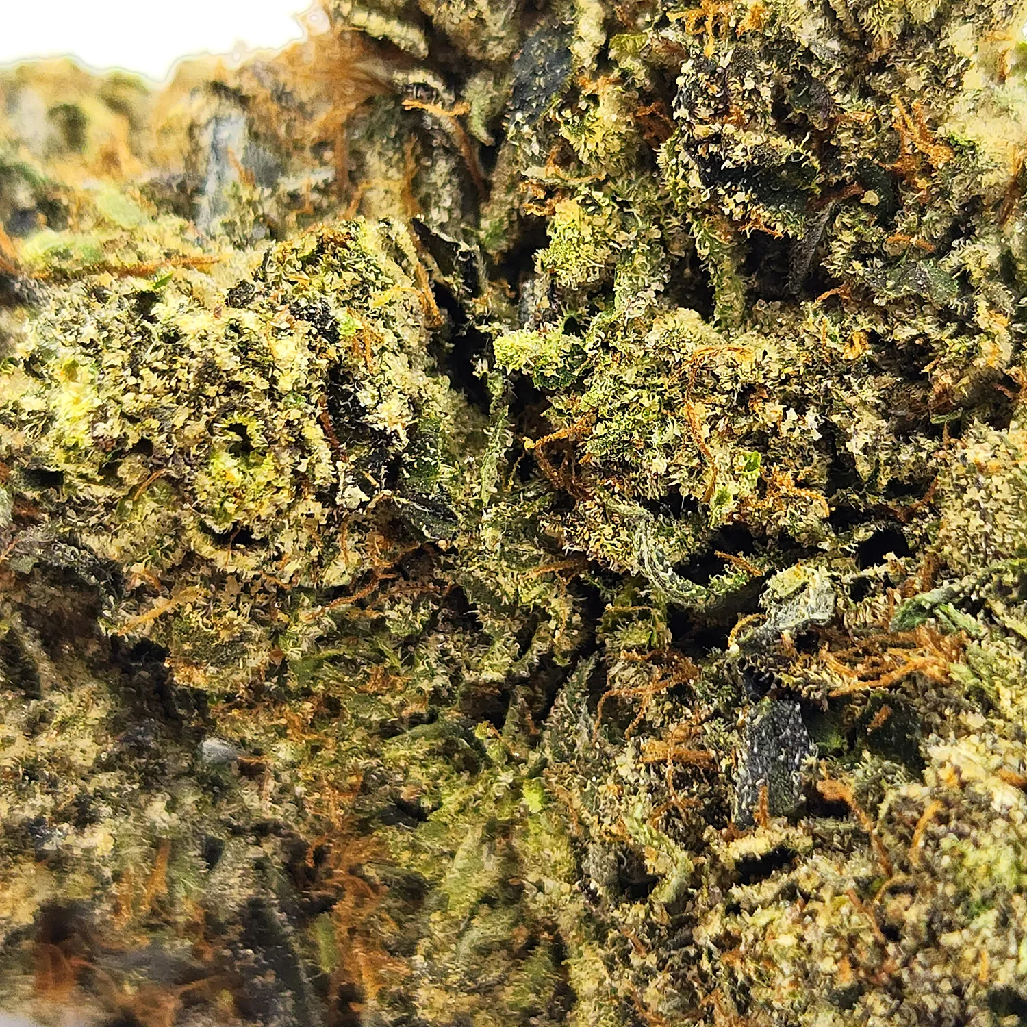 Purple Nightmare Weed Strain Bud Closeup Macro Shot