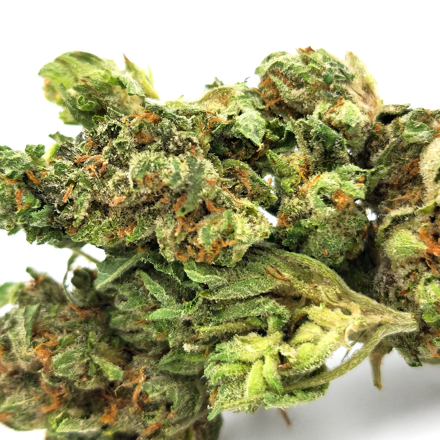 Rock Bud Weed Strain Bud Closeup Macro Shot