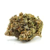 Rockstar Weed Strain Bud on White Background