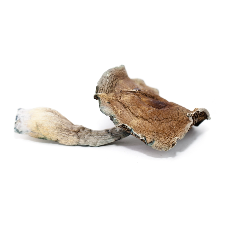 Close-up of two Vietnamese magic mushrooms, featuring a large, flattened brown cap and thick, dried stems. The mushrooms exhibit slight bluish-green bruising along the stems, common in psilocybin mushrooms.