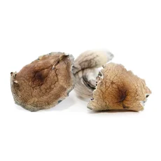 A collection of broken Vietnamese magic mushrooms caps and stems, arranged on a white background, with their dry, fibrous texture and light brown coloration clearly visible.