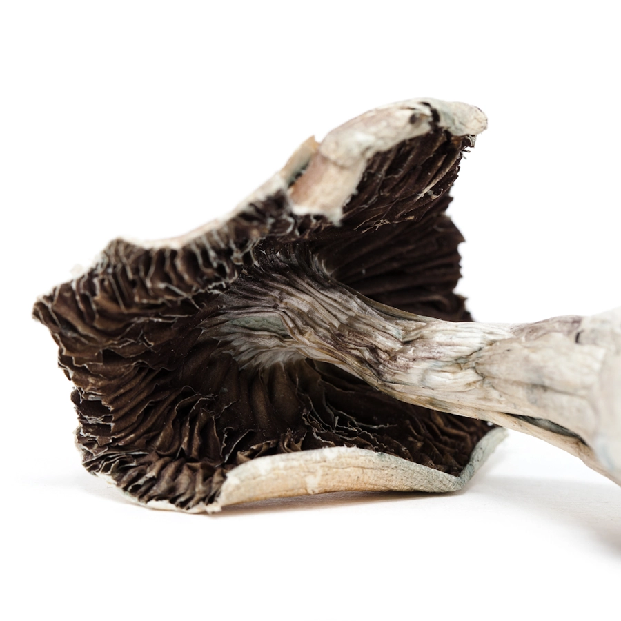 Close-up of the gills underneath a Vietnamese magic mushroom's cap, displaying dark, well-defined ridges and a portion of the dried stem extending from the base.