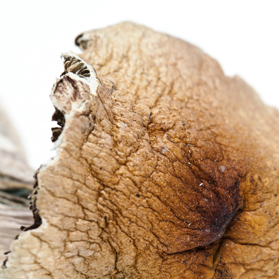 Macro view of the wrinkled texture on the surface of a Vietnamese magic mushroom cap, highlighting its rich brown color and the distinctive cracking pattern.