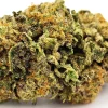 Market Apple Sherbet Bud Closeup