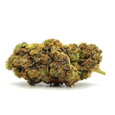 Citrus Samurai Weed Strain bud on white background