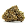 Orange Tortuga Weed Strain Bud on White Background