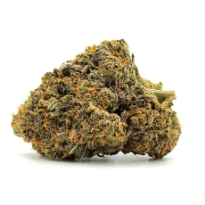 Orange Tortuga Weed Strain Bud on White Background