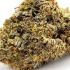 Orange Tortuga Weed Strain Closeup
