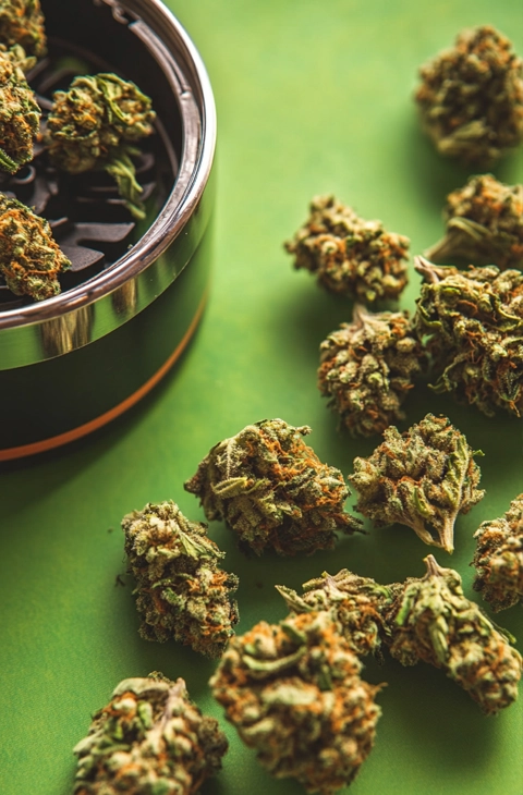 Close-up of dried hybrid cannabis buds scattered on a vibrant green surface, with a sleek grinder partially filled with buds in the background, emphasizing quality and freshness.