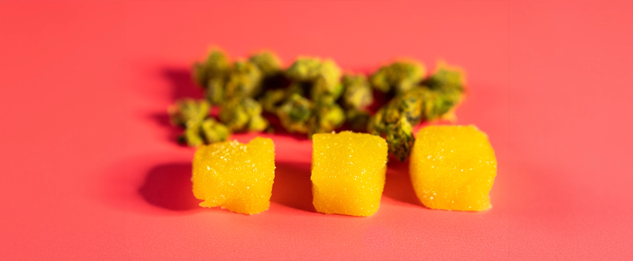 Three bright yellow buy edibles online gummies placed in front of blurred cannabis buds on a vibrant pink background, highlighting the flavorful and potent experience of THC edibles.