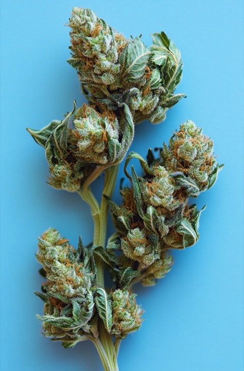 A fresh Indica cannabis branch with thick, trichome-covered buds against a blue background. Perfectly cured and ready for those looking to buy Indica online.