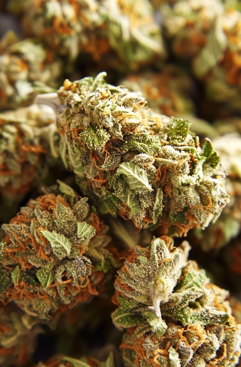 A close-up of buy sativa weed buds, showcasing their dense structure, frosty trichomes, and vibrant orange pistils, highlighting the quality and potency of premium sativa cannabis strains.