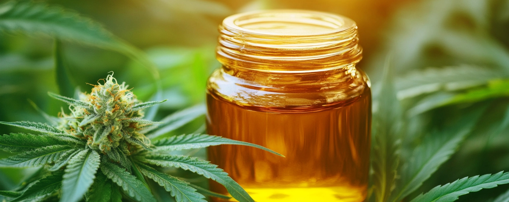 Glass jar of honey oil placed among fresh cannabis buds and leaves outdoors, highlighting the natural origins and purity of honey oil products.