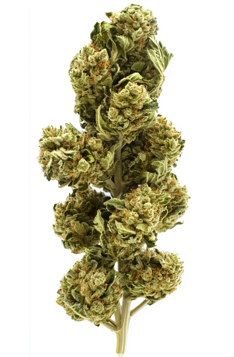 A dense, well-trimmed cannabis branch with multiple AAAA weed buds covered in trichomes, showcasing its high-quality structure and vibrant green and orange hues.