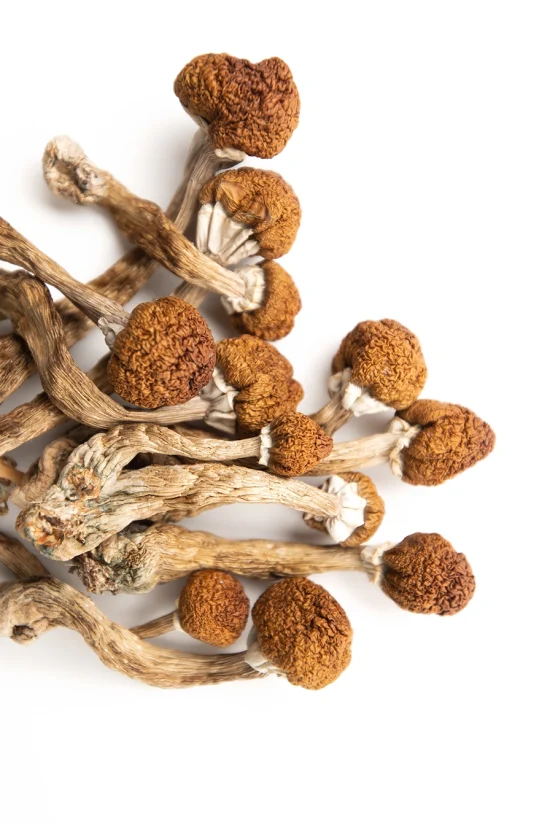 Cluster of dried magic mushrooms on white background – Buy Magic Mushrooms Online Canada.