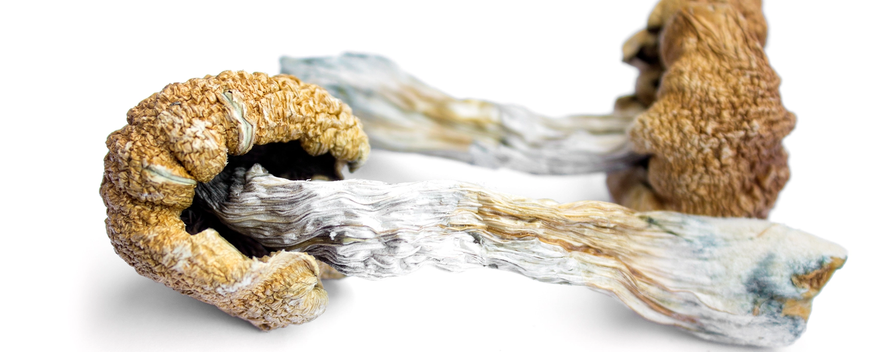 Close-up of dried magic mushrooms on white background – Buy Magic Mushrooms Online Canada.