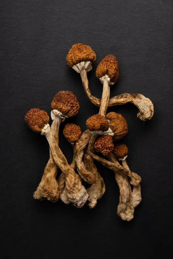 Buy Shrooms Online image showing dried mushrooms on black background.