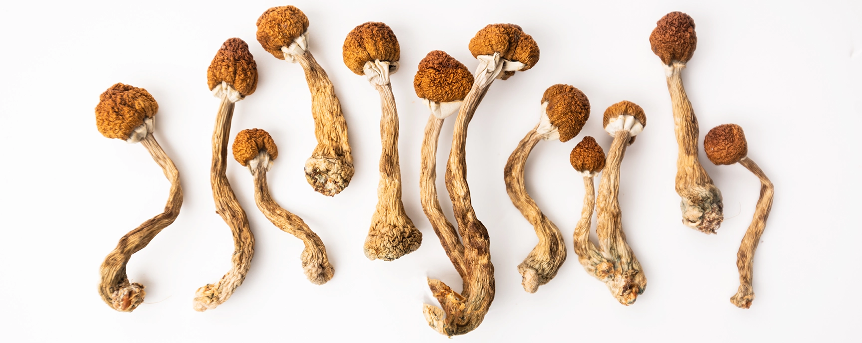 Dried magic mushrooms with brown caps and stems arranged on a white background – buy shrooms online at Weed Market