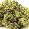 Purple Mimosa Closeup