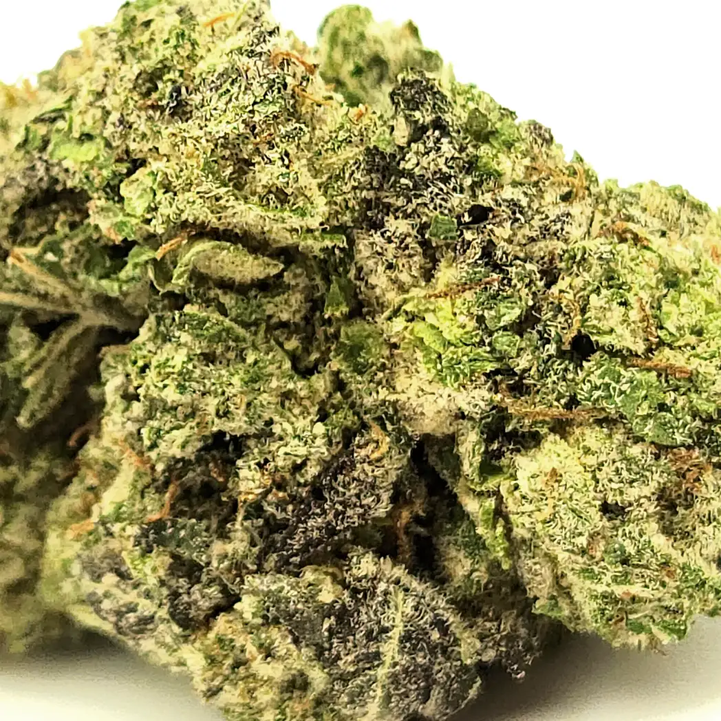 Purple Mimosa Closeup