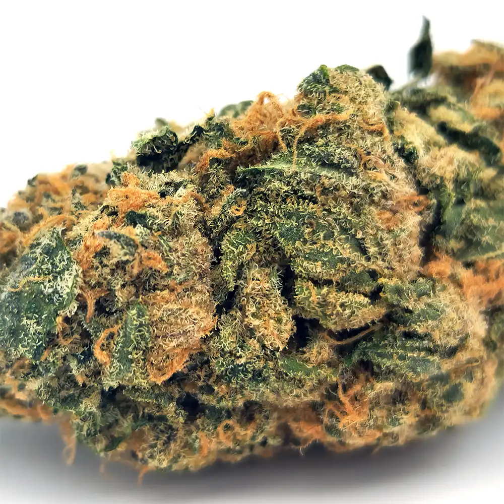 Pie Face Strain Closeup