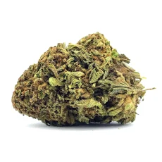 Mimosa Strain