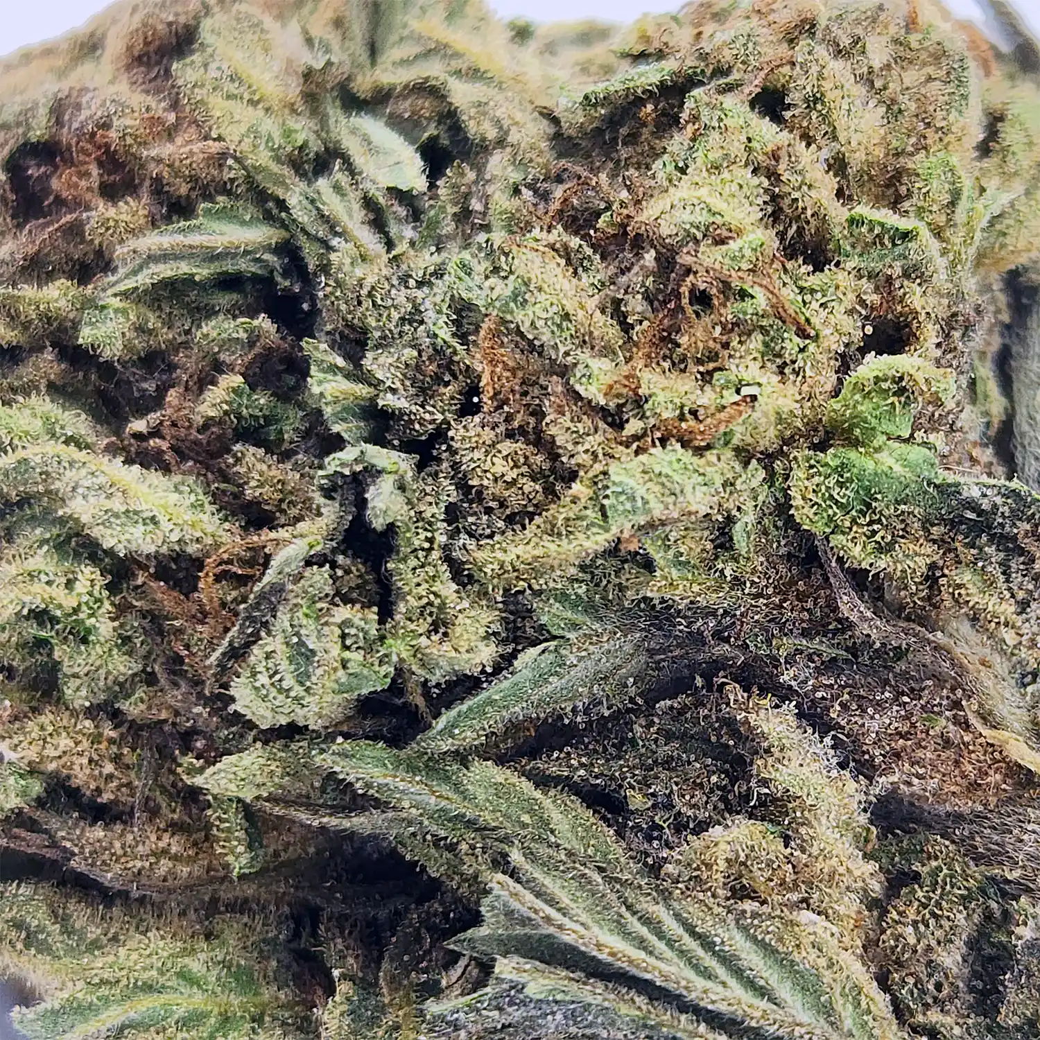 Mimosa Strain Closeup
