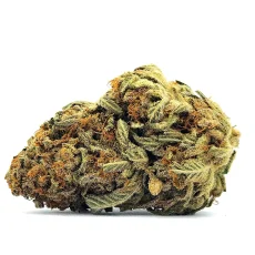 Orange Strain