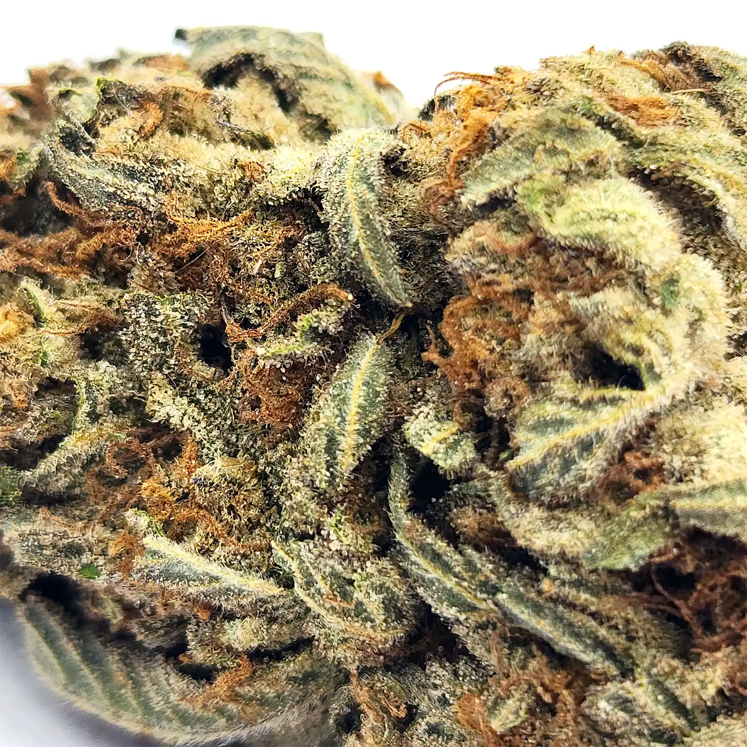 Orange Strain Closeup