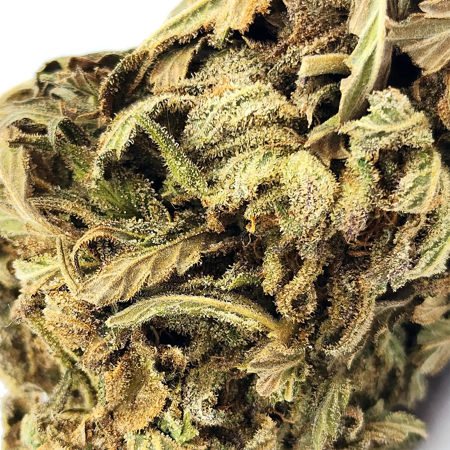 Shishkaberry Strain Closeup