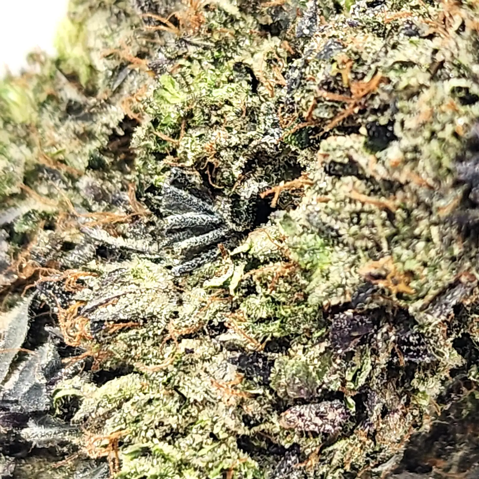 Afghani Strain Closeup
